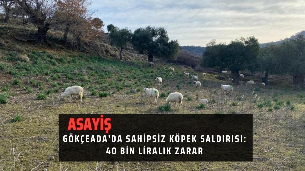 Gökçeada'da Sahipsiz Köpek Saldırısı: 40 Bin Liralık Zarar