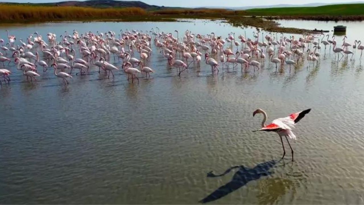 Ankara'da Flamingolar Göç Mevsimiyle Geri Döndü!